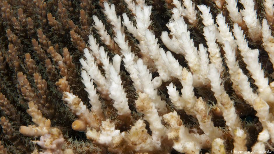 Great Barrier Reef droht das nächste große Korallensterben | Wissen & Umwelt | DW | 26.03.2020