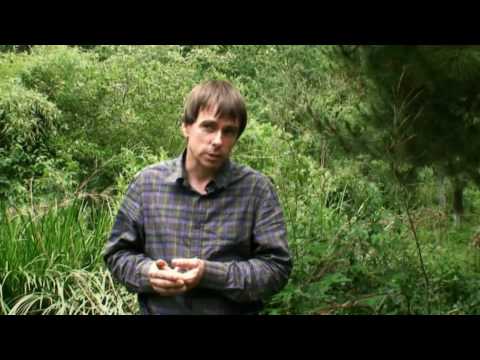 Martin Crawford´s FOREST GARDEN - YouTube